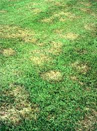 Rhizoctonia Brown Patch Unh Extension