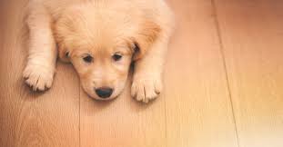 dog urine out of hardwood floors