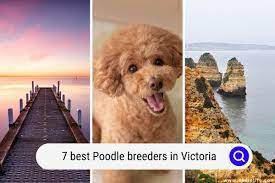 7 best poodle breeders in victoria
