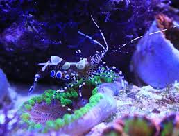 anemone shrimp spotted cleaner kp