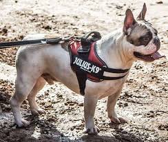 French Bulldog Julius K9 Harness Size Mini Mini Las
