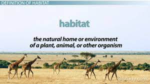 These and other abiotic factors will affect the kind of traits an. What Is Habitat Definition Explanation Video Lesson Transcript Study Com