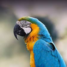 blue and gold macaw personality food