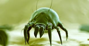 dust mites problem for people with
