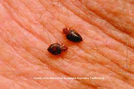 Learn How To Remove Bed Bugs In Your