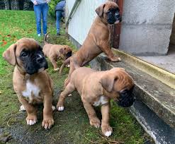 To date, over 50 champions have been bred and/or owned between these two wonderful breeds. Boxer Puppies For Sale In Nj Boxer Puppies For Sale Facebook