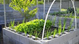Cinder Blocks With Onions Planted