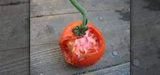 how to save your tomatoes from rats and