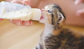 homemade kitten milk replacer