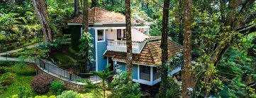 Tall Trees Munnar Kerala India