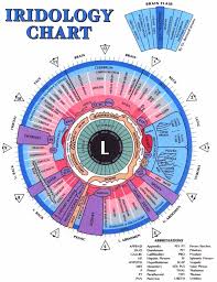 Iridology Iridology Chart Iridology Health Chart