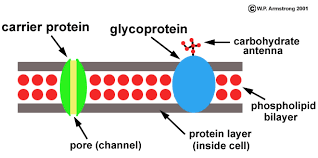 Molecule Illustrations
