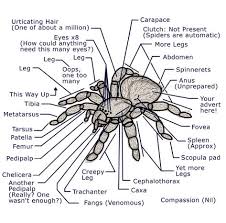Know Your Spider Anatomy By Notapseudonym On Deviantart