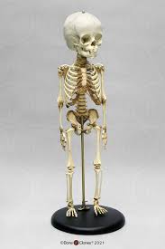 child skeleton bone clones
