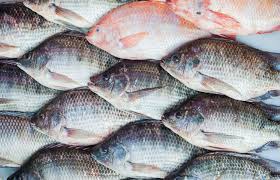 facts health benefits about fish