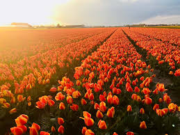 amsterdam tulip fields holland windmills