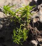 Callitriche truncata - Wikipedia