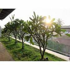 Full Sun Exposure Temple Tree Garden Plants