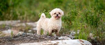 maltese shih tzu dog breed complete