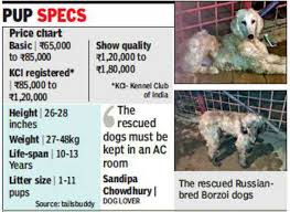 Bsf Rescues Russian Dogs Near Indo Bangla Border Kolkata