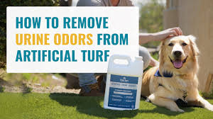 remove urine odor from artificial turf