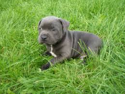 But the american version has been thoroughly gentled. Staffordshire Bull Terrier Puppies Puppy Dog Gallery