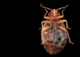 how long do bed bugs live pest