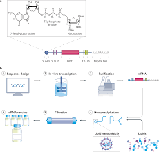 mRNA vaccines for infectious diseases: principles, delivery and clinical  translation | Nature Reviews Drug Discovery