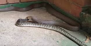 one of the world s most venomous snakes