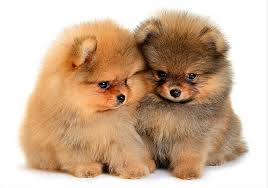 dogs spitz baby cute