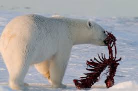 Polar Bear Diet Wwf Arctic