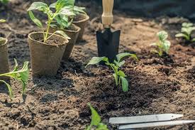 gardening tips for beginners from penn