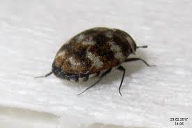 how to identify carpet beetle bites and