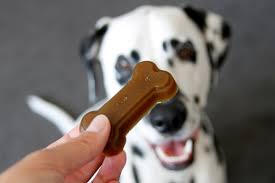 homemade gelatin gummy dog treats