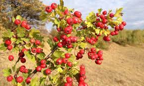hawthorn berry benefits linden botanicals
