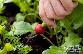 How To Grow A Container Vegetable Garden