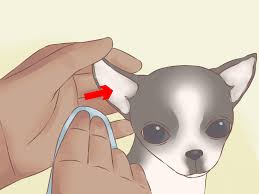 How To Care For Your Chihuahua Puppy With Pictures Wikihow