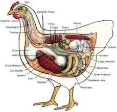 Avian Reproductive System Female Small And Backyard Poultry