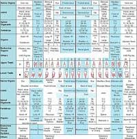 Chicagohealers Com Introduce The Meridian Tooth Chart