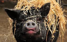 black pig farm cute s pigs hd