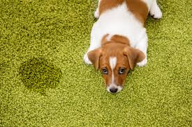 10 best carpet cleaners for pets for