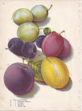 What are damson plums used for?