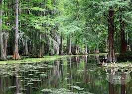 Cypress Trees Photo Sumter South