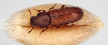 how to get rid of red flour beetles