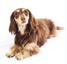 dachshund miniature long haired dog