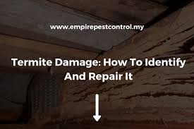 Termite Damage How To Identify And