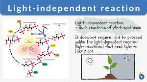 light independent reaction definition