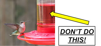 easy hummingbird nectar recipe only