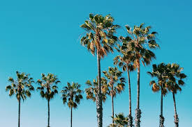39 Types Of Palm Trees Complete