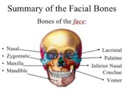 How many bones can you find in the human body?: The 14 Facial Bones Anatomy Functions Video Lesson Transcript Study Com